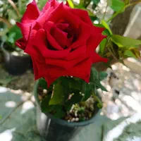 رز پیوندی وارداتی (رز هلندی)