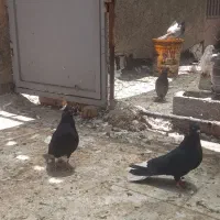 اصفهانی دم سفید