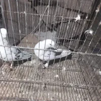 کفتر نگو کبوتر بگو اصلا پرنده بگو