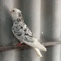 شازده و چپ سرخ و زرد و سرخ کرمونی ،ساده هفت رنگ