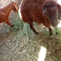 بره نرکه مادرش دوقلو زاهست جنس مادرهترو