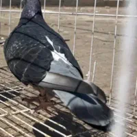 کبوترگم شده
