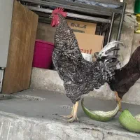 خروس