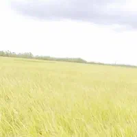 نگهبانی و کشاورزی