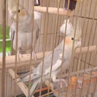 عروس هلندی