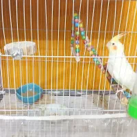 عروس هلندی نر