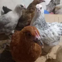 جوجه مرغ