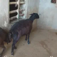 بره قوچ قره قزل