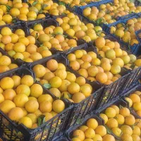 پرتقال والن  جنگلی آبدار