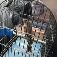 سهره قناری نر جوجه