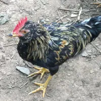 مرغ و خروس گلین
