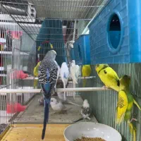 مرغ عشق رام و دستی