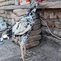 خروس لاری افغان