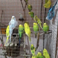 پرنده|پرنده|اراک, |دیوار