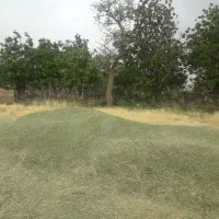 یونجه کوبیده شده چین سه وچهار