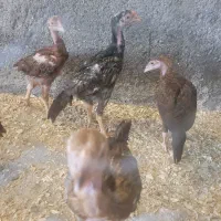 لاری معاوضه کفتر.عروس. کوتوله.گرچیک. باند