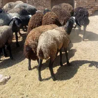 گوسفند|حیوانات مزرعه|تاکستان, |دیوار