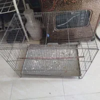 قفس