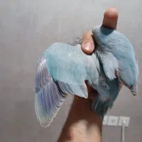 راهب بلو اسکای ۲ ماهه