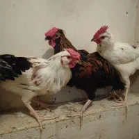 خروس گلین