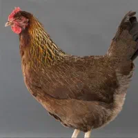 مرغ تخمگذار