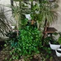 گل پتوس بزرگ برگ انجیری برگ بیدی پاندانوس یوکا نخل