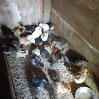جوجه سه هفته ای نژاد محلی و گلپایگان