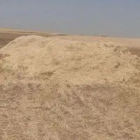 کاه جو