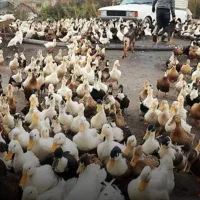 اردک یک روزه تا بالغ