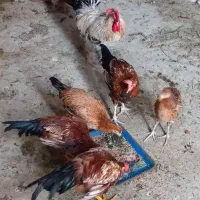 مرغ و خروس محلی چغادک