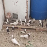 جوجه طوقی
