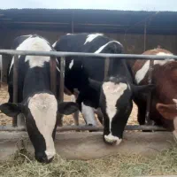 گوساله نرچاق|حیوانات مزرعه|قزوین, |دیوار