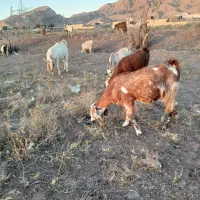 بز میش بره کهره