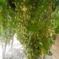 آبغوره تازه و درجه یک