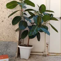گل فیکوس طبیعی و تازه جوان