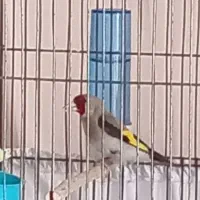 سهر نر کرمونی و ماد داغسر تعویض