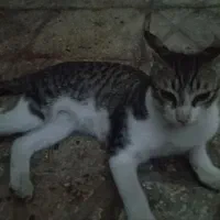 یک گربه ی خانگی پیدا شده