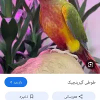 گیرینچیک سرلاکی