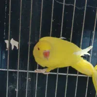 طوطی ملنگو جوجه و ماده بالغ