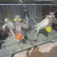 معاوضه با گرینچیک یا طوطی ملنگو شاه طوطی