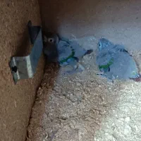جوجه گرینچیک