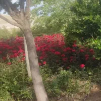 زمین تجاری بر جاده شیراز سپیدان اصفهان یاسوج
