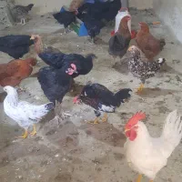 مرغ  وخروس
