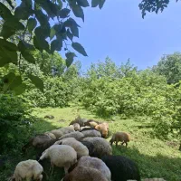 فروش تعدادی  گوسفند
