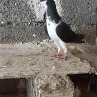 رنگی|پرنده|بوشهر, |دیوار