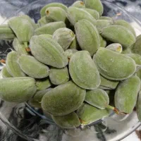 چاقاله بادوم