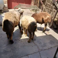 کوه نر