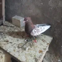 سینه تافته نر