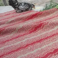 ۱ عدد  مرغ نژاد  دار