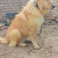 سگ نگهبان